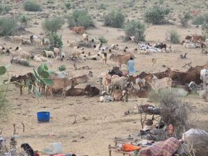 پُر وحشت سُنڄڑی روہی – اسد ڄوتا