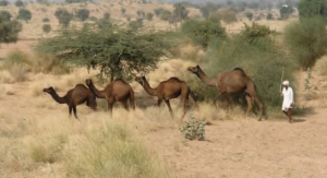 نواں سال ، پوہ دی بارش ، چھیڑو دی کہاݨی تے مُونجھا تھل – ساحل لاشاری