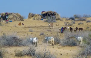 The Khata and the Rakh: Taken as Land, Sold as Carbon- Mushtaq Gaadi